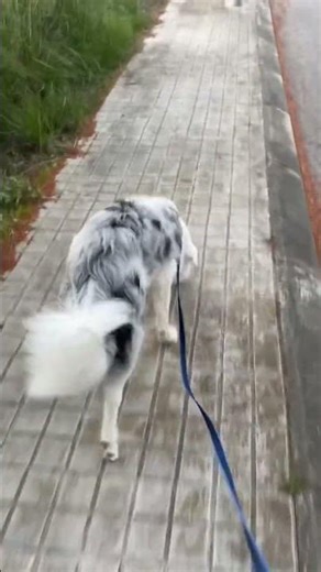 Esto es lo que le hago a mi papi quando me llama😂😂. #bordercollie #perros #puppy #merle #meme