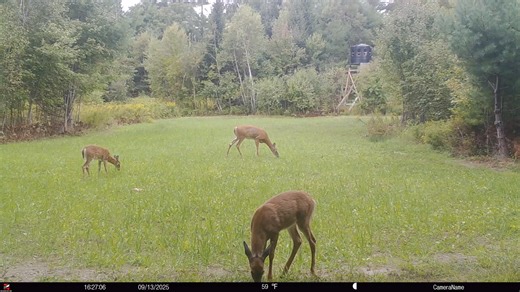 16 reactions | Maine Food Plots & Trail Cam Pictures on Reels | Facebook
