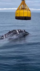 The Animal Atlas on Reels