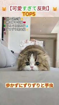 【可愛すぎて反則】猫のしぐさTop5！見たら絶対笑顔になる🐾