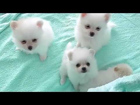 Những Chú Cún Con Chó Con Siêu Dễ Thương