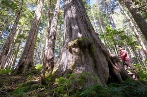 Unchecked industrial logging in B.C. could increase climate change disasters - The Weather Network