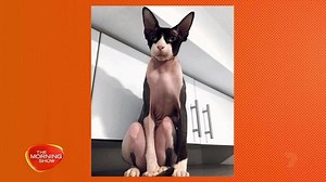 6.9K views · 64 reactions | Meet 'The Dark Lord', a sphynx cat with the most human-looking legs we've ever seen!  | The Morning Show | Facebook