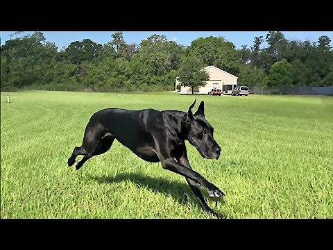 Great Danes perform zoomies and surprisingly high speeds