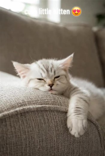 #cat #animal #kids #fyp #viral