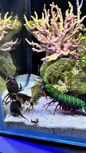My normal fish vs Mantis shrimp boxing #mantisshrimp #shorts #viralvideos #fyp