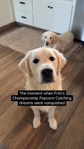 Sorry Fritz… we will try again tonight! #fails #goldenretriever #silly | Nicholberry Goldens
