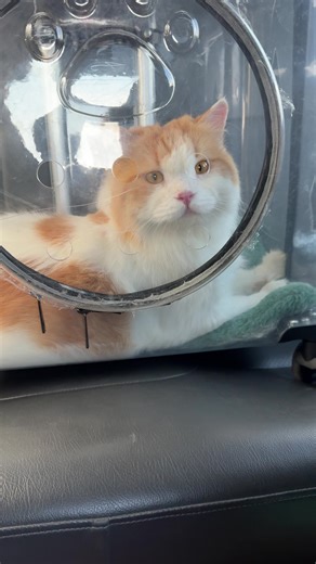 Training a Good Boy: Tips for Positive Reinforcement