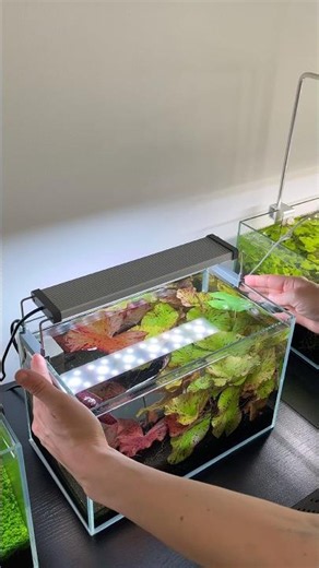 Coloration on the red tiger lotus #aquarium #aquascape #aquascaping #plantedtank #plantedaquarium