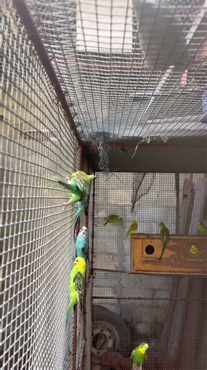 #shortvideo #birds #trending #budgies #trendingshorts #trend #shorts #subscribe #short #foryou #zoo