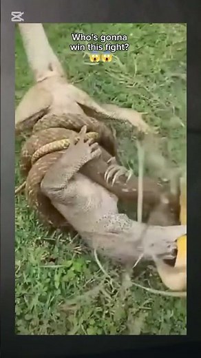Alligator Vs snakes who's going to win? Wild life animals Natgeo wild #wildlife