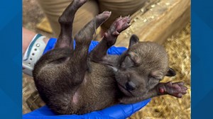 Endangered Red Wolf puppies born at North Carolina Zoo