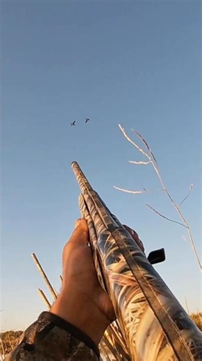 I personally love these types of shots ! #duckhunting #waterfowl #hunting ‪@bossshotshells‬