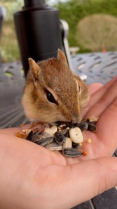 100K views · 8.7K reactions | World’s cutest vacuum cleaner ️: New chippy | Van Gogh the Chippy | Facebook