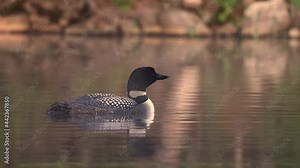 Common Loon Wail Call Sound in Maine Video Clip
