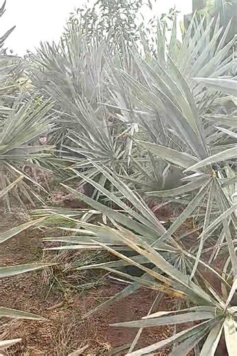 Bismarckia Palm Tree
