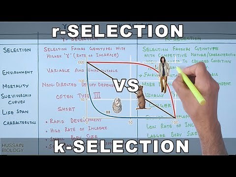r-selection vs k-selection | r-strategists and k-strategists
