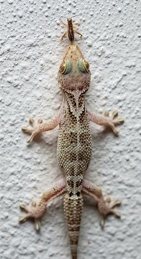 amazing lizard 🦎 sounds FX catching nature vibes #wildlife #nature #sounds