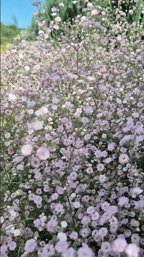 안개꽃 #flowers #꽃설명 #garden #꽃설명 #gardening #nature
