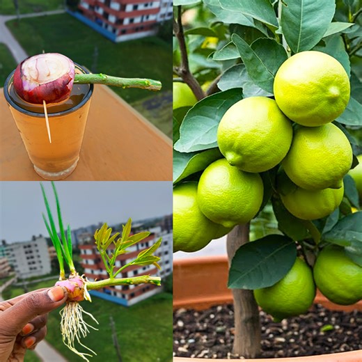 How to grow lemon tree from lemon cutting || 100% easy way and successful method | Amd MultiMedia