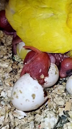 Budgie Baby Hatches From an Egg 🥚