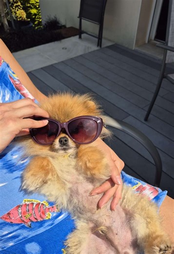 L'évolution des chiens Spitz : des miniatures adorables