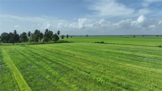 Efficient Drone Spraying in Essequibo Farming