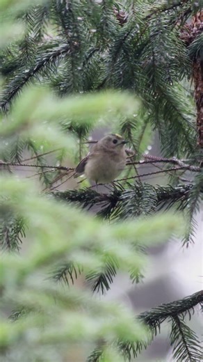 Photographing the bird goldcrest (Regulus regulus)