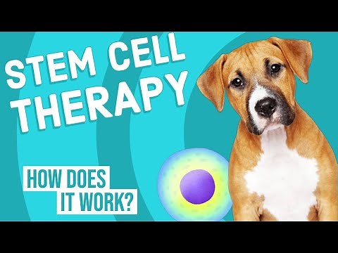 Stem Cell Therapy in Dogs