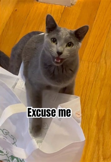 Excuse me, hi! 👋🏼 #cat #funny #catlover #cattok #cutecat