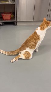 TRANSFERRED TO ALBERTS DOG LOUNGE URGENT - NEEDS OUT BY TOMORROW MORNING. BLADDER IS FULL, WITH SOME LEAKING. EATING WELL. VET HAS XRAYS NOT SHOWING ANYTHING SIGNIFICANT. NEEDS IMMEDIATE FOLLOW-UP SLIDE – A287062 Male / age not known Stray, found @ 2500 W Pershing Rd Intake: 1/5/25 video: Side came in dragging his back legs, some kinf of trauma cause a disc injury where he can't use his legs and may need to have his bladder expressed. Sometimes these injuries do improve but because of his condit