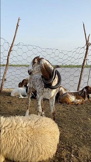 Bakri pr Lapta howa naag