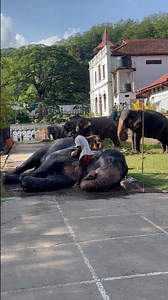 ඒක දැක්කද 😂 එයාට කිචි වගේ 🤭🥰 #elephant #shortvideo