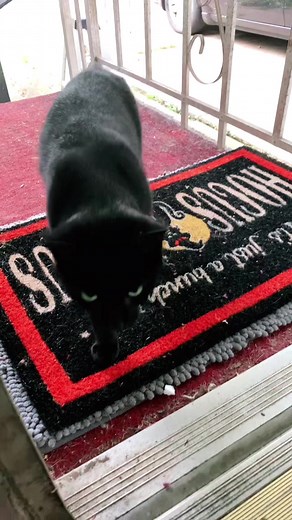 Thackery Binx - The Cat from Hocus Pocus