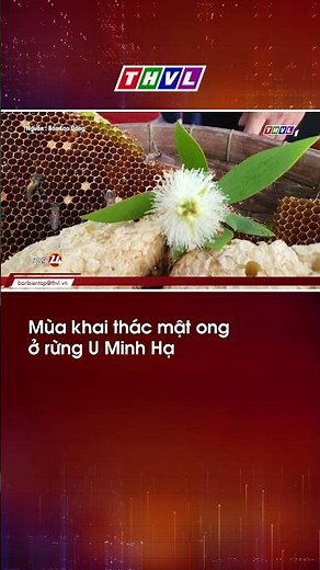 Mùa khai thác mật ong ở rừng U Minh Hạ
