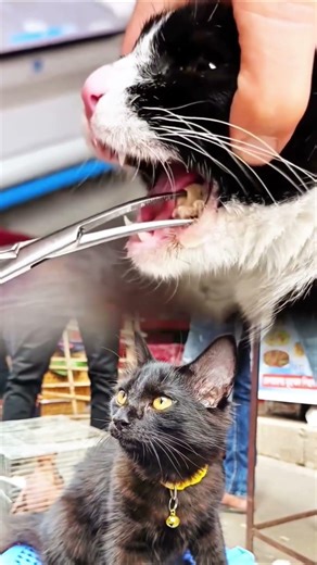 Cat Mouth Bone Removal | Vet Saves Cat from Choking | Emergency Animal Rescue #catclinic