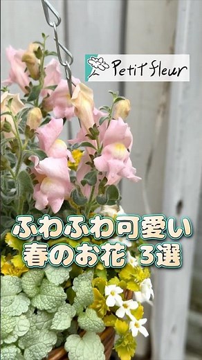 [Gardening] Three fluffy and cute flowers to choose from! #lavender #gardening