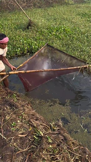 Great fishing technique with a push net part 02 #fishing #pushnet