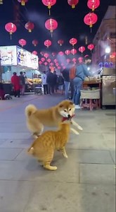 🐱🐶 Cat vs Dog Fight at the Night Market! You Won’t Believe Who Wins! 🌙 #catlovers #funnyanimals