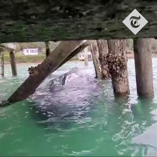 10K views · 80 reactions |  Watch: Pygmy blue whale freed from New Zealand wharf In ‘highly unusual situation’, rescuers dismantle pier after mammal becomes stranded on Kawau Island Read more ⬇️ https://www.telegraph.co.uk/world-news/2024/09/19/pygmy-blue-whale-stranded-under-new-zealand-wharf-freed/ | The Telegraph | Facebook
