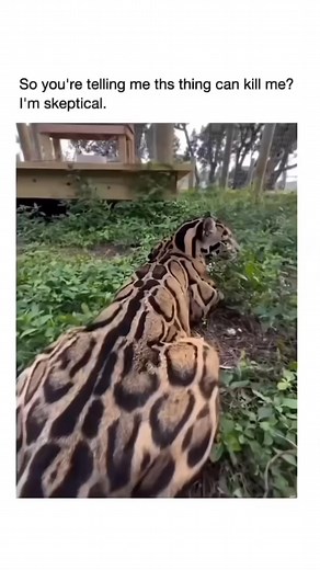 522K views · 32K reactions | Exotic pets bad but whats stopping us from equipping land falcons #ch... | Mndiaye | Facebook