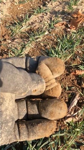 My METAL DETECTOR told me to DIG this and I DID