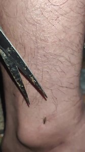 Catching Mosquitoes Like a Pro (with Crafting Scissors)! . . . . . . . #CraftyCatcher #MosquitoMaster #funnymoments #mosquito #mosquitoes #mosquitobites #mosquitorepellent #mosquitokiller #mosquitos #mosquitocontrol #culicidae | Lexus Pet Boutique