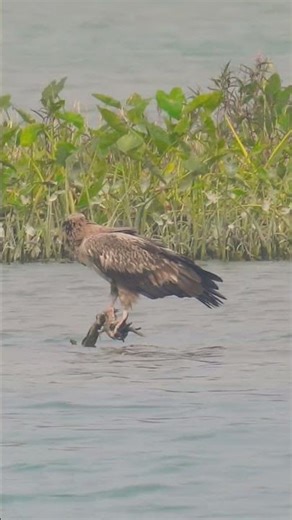 Eagle vs Hawk Which Bird is the TRUE KING of the Sky #wildlife #wildlifephotography #nature #birds