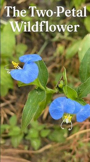 I found a tiny blue flower… and it blooms for only ONE day! Do you know what it is 🤔