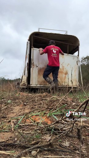 Moving Pigs on Pasture Using an Old Horse Trailer
