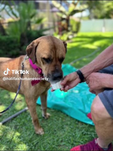 Frida and Jessie on their K9-5 want to see you this weekend on out name your price adoptions. The shelter is open 7days a week 12pm-6pm