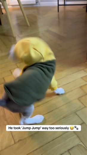 Beagle Dances to “Jump around” 😂 | Funniest Puppy Moment Ever 🎶 #shorts