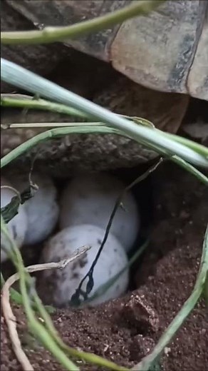 Incredible Moment: Pet Tortoise Laying Eggs! 🐢🥚لحظة وضع البيض
