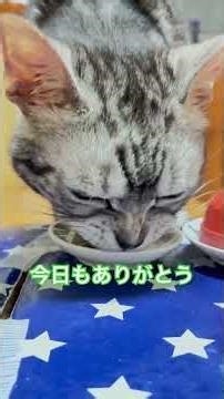 今朝のどっち速攻で決めてエアーモグモグ圧 #猫のいる暮らし #元気になる動画 #元気お届け #猫のいる生活 #猫好きさんと繋がりたい